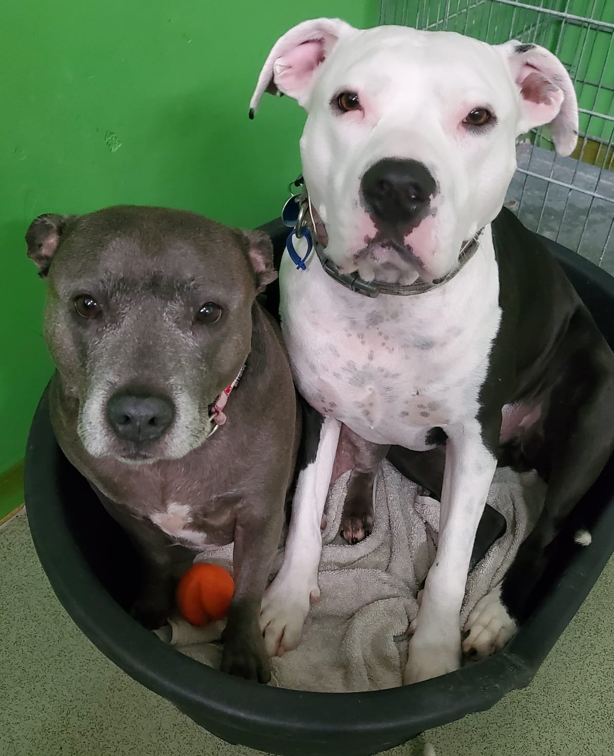 6839063d-d90a-4d2b-9067-e71f6c0dc264