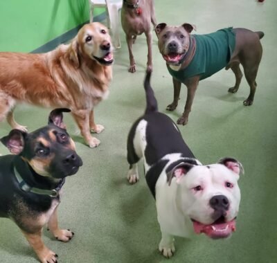 928ca243-806e-4bd3-ae37-0c50e7f492ae